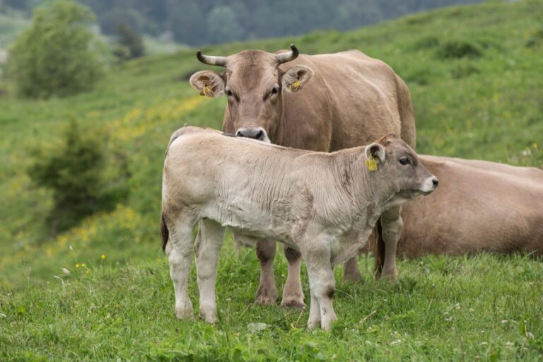 Vaca Bruna d'Andorra amb el seu vedell a la pastura